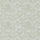 Bachelors Button - 214733