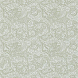 Bachelors Button - 214733