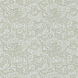Bachelors Button - 214733