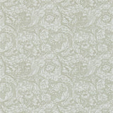 Bachelors Button - 214733