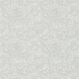 Bachelors Button - 214738