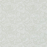 Bachelors Button - 214738