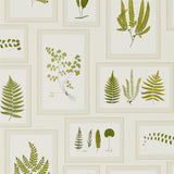 Fern Gallery - 215712