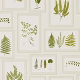 Fern Gallery - 215712