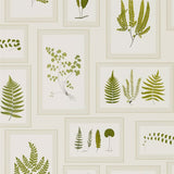 Fern Gallery - 215712