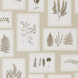 Fern Gallery - 215714