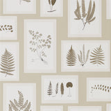 Fern Gallery - 215714