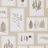 Fern Gallery - 215714