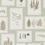 Fern Gallery - 215715
