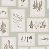Fern Gallery - 215715