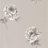 Rosa - 216279
