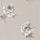 Rosa - 216279