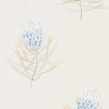 Protea Flower - 216327