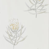 Protea Flower - 216328