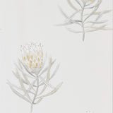 Protea Flower - 216328