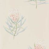 Protea Flower - 216329