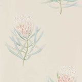 Protea Flower - 216329