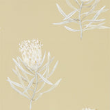 Protea Flower - 216331