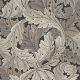 Acanthus - 216442
