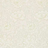 Chrsyanthemum - 216457