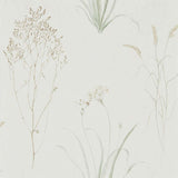 Farne Grasses - 216488