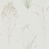 Farne Grasses - 216488