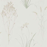 Farne Grasses - 216488