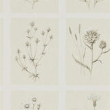 Little Thistles - 216511
