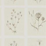 Little Thistles - 216511
