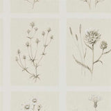 Little Thistles - 216511