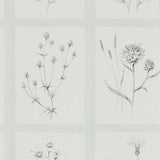 Little Thistles - 216512