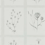 Little Thistles - 216512