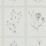 Little Thistles - 216512