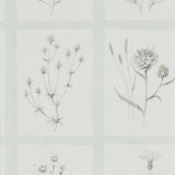 Little Thistles - 216513