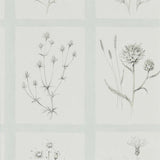 Little Thistles - 216513