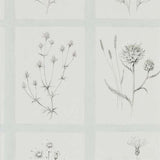 Little Thistles - 216513