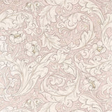 Pure Bachelors Button - 216553