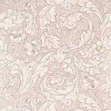Pure Bachelors Button - 216553