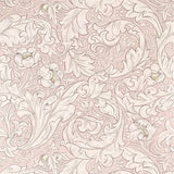 Pure Bachelors Button - 216553