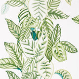 Calathea - 216630