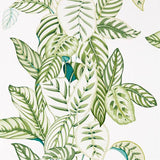 Calathea - 216630