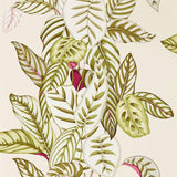Calathea - 216631