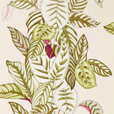 Calathea - 216631
