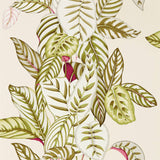 Calathea - 216631