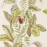 Calathea - 216631
