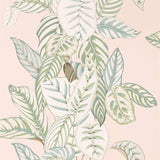 Calathea - 216632