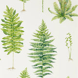 Fernery - 216633