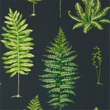 Fernery - 216634
