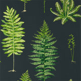 Fernery - 216634