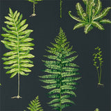 Fernery - 216634